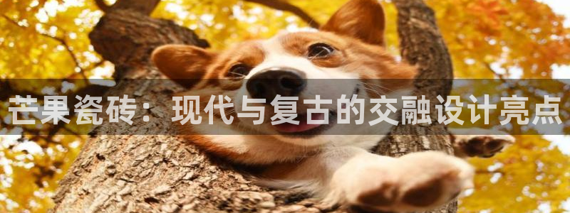 娱乐播放万事屋