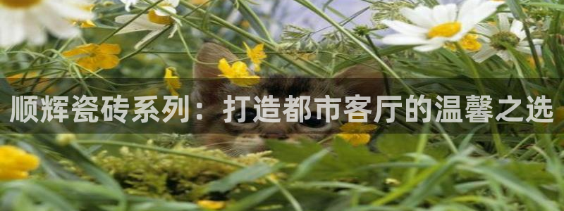 娱乐万事通直播