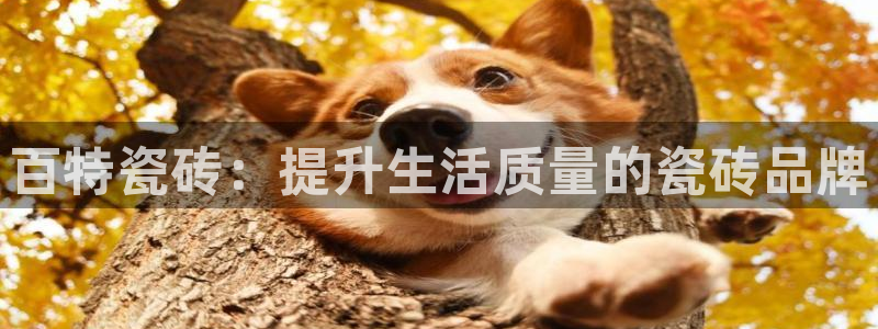 万事达娱乐董善良